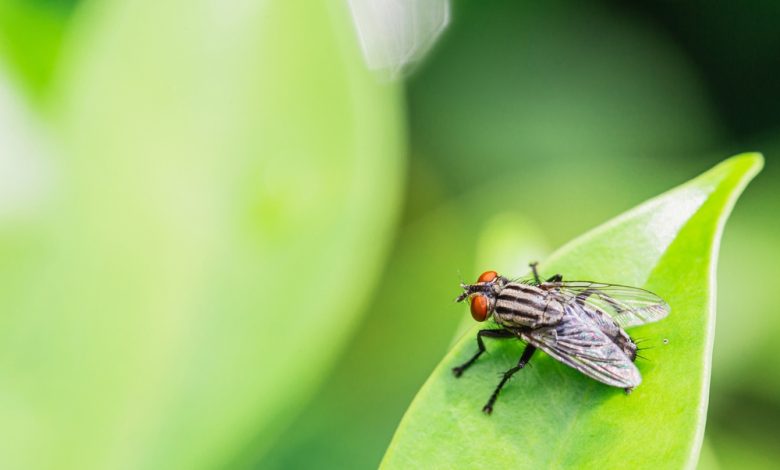 ¿Por qué las moscas se frotan las patas? / mosca