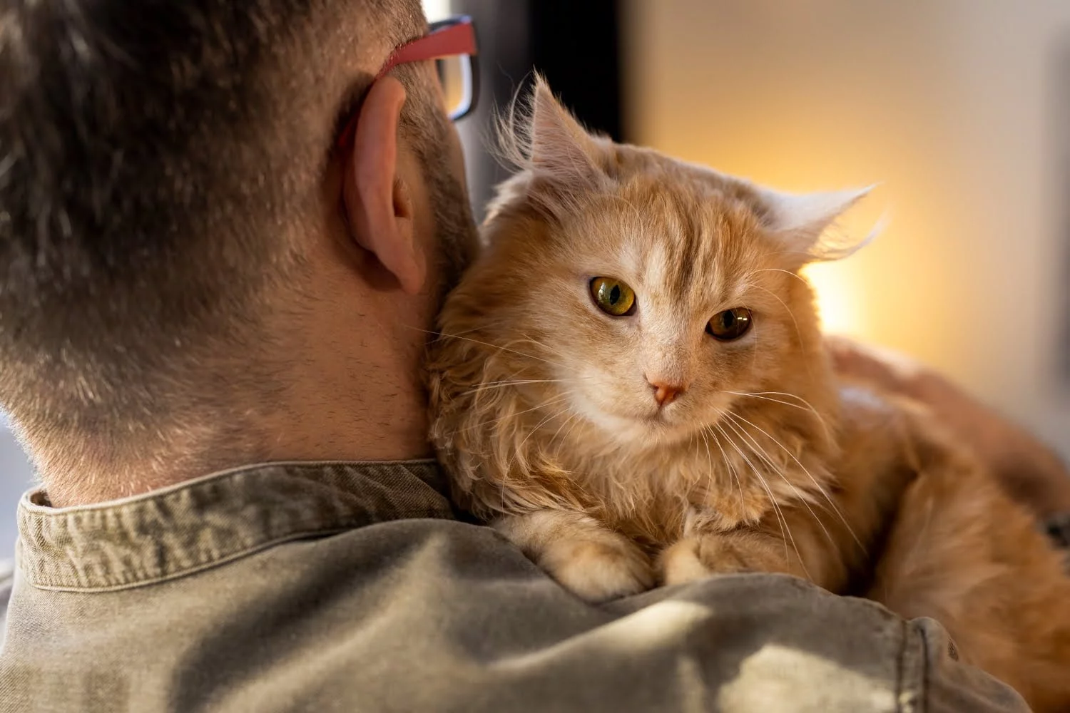 gatos / dueños de gatos / gato / pelos de gato en la ropa / celebraciones de diciembre / pólvora