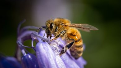 Cosas que se pueden hacer en casa para combatir la picada de abeja