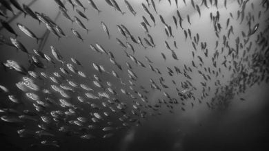 lluvia de peces