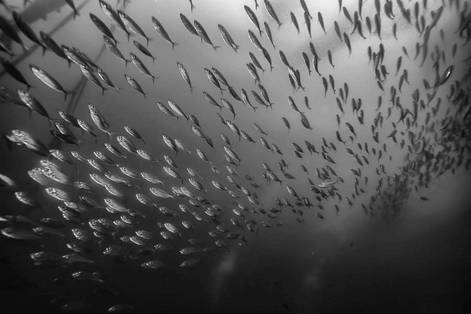 lluvia de peces