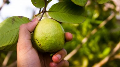 hoja de guayaba