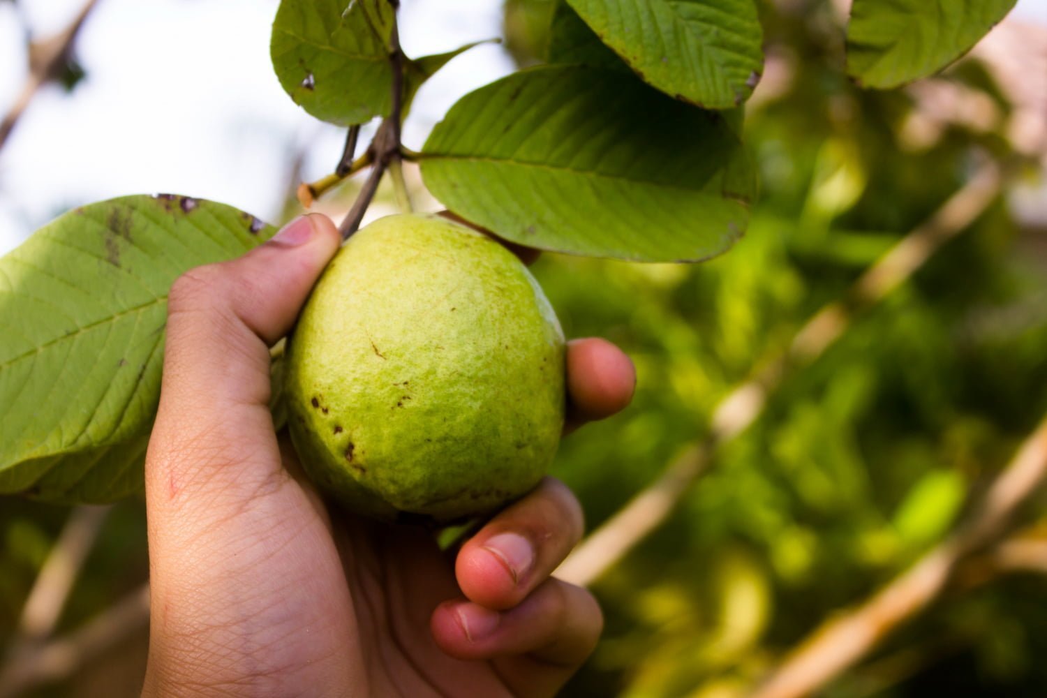 hoja de guayaba