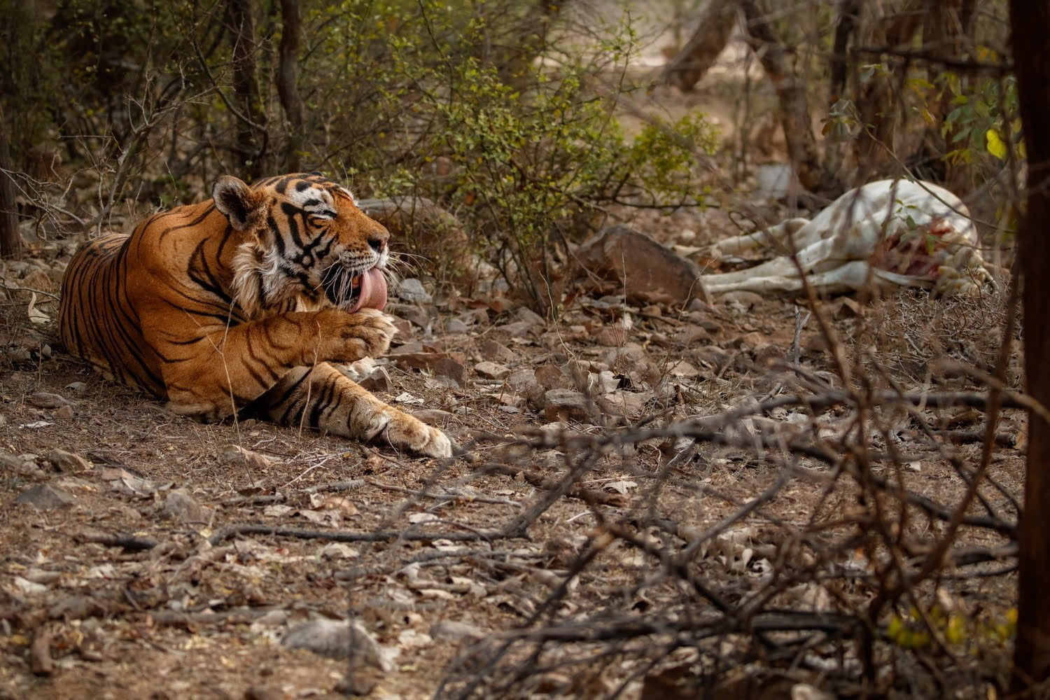 Animales que podrían desaparecer