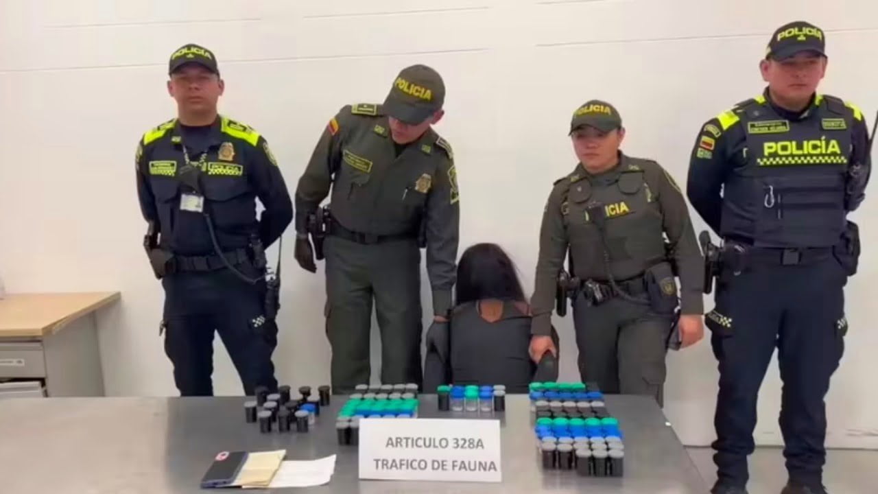 Mujer fue capturada con 130 ranas venenosas en el Aeropuerto el Dorado
