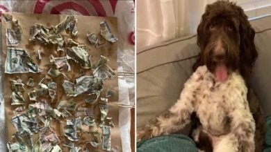 perro que se comió 4.000 dólares