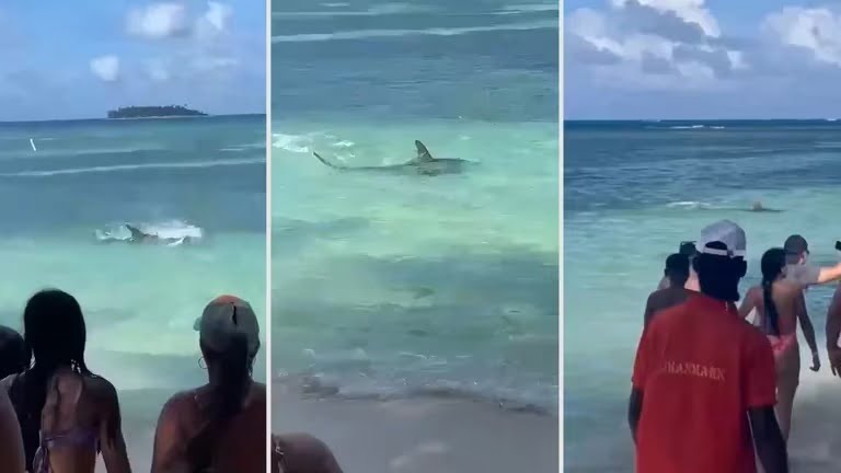 Video para nervios de acero: Tiburón apareció a orillas de una playa en San Andrés / tiburón en san andrés