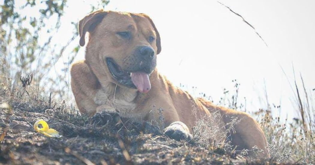 Cómo proteger a las mascotas en días fríos y días soleados