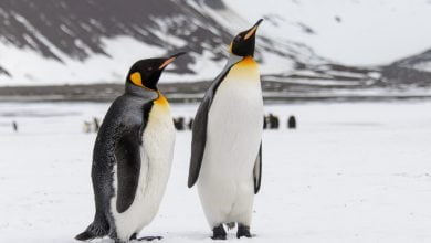 ¡Histórico! Fotógrafo captó pingüino amarillo nunca antes visto