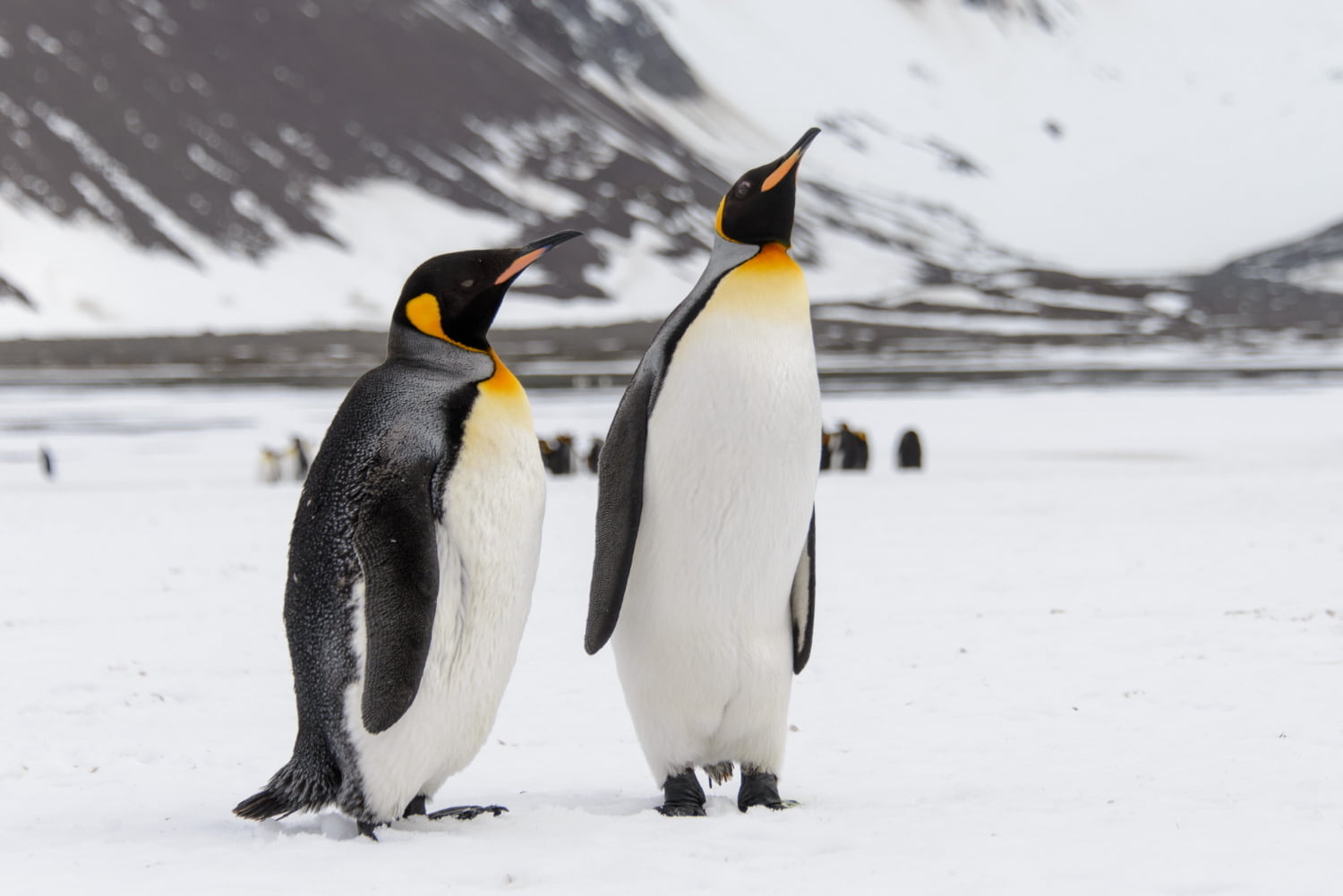 ¡Histórico! Fotógrafo captó pingüino amarillo nunca antes visto