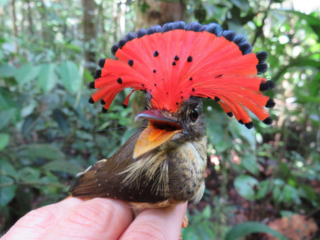 Imágenes - Conocías estas especies que habitan la Amazonía colombiana