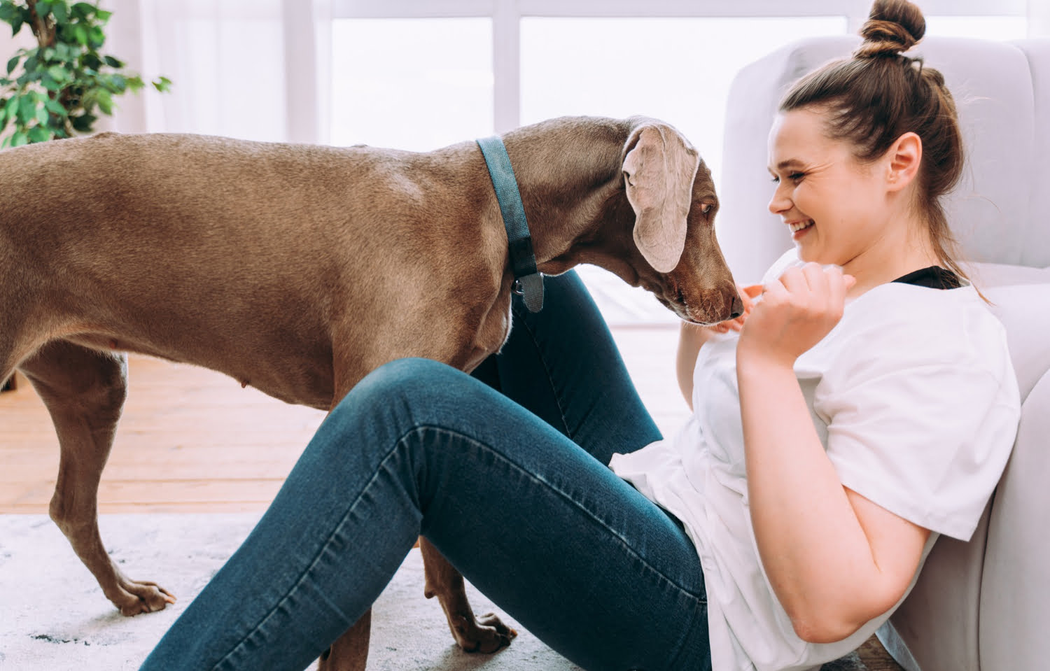 6 razones por las que los perros muestran interés en oler las partes íntimas