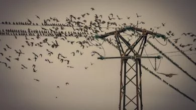 Por qué los pájaros no se electrocutan en los cables eléctricos