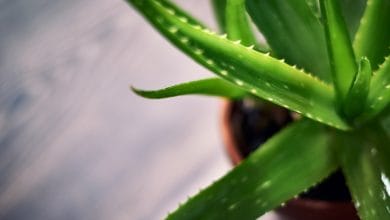 Beneficios de tener una planta de aloe vera en tu hogar