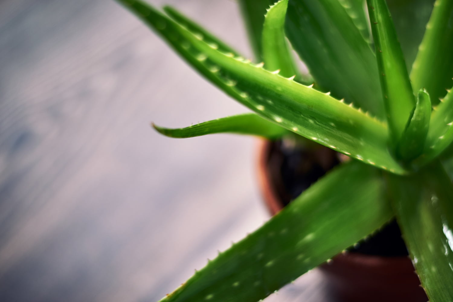 Beneficios de tener una planta de aloe vera en tu hogar