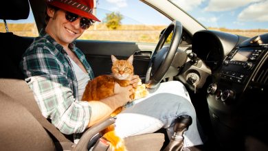 Cómo tranquilizar a un gato durante un viaje largo