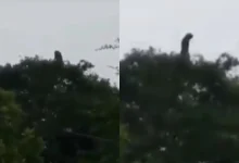 Video: captan a supuesta "bruja" en un árbol