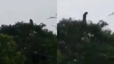 Video: captan a supuesta "bruja" en un árbol