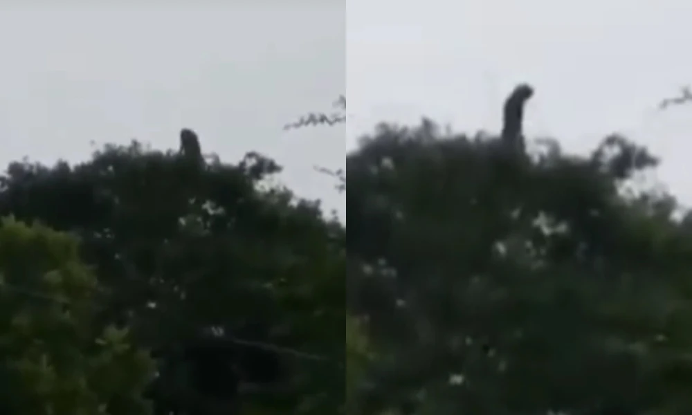 Video: captan a supuesta "bruja" en un árbol